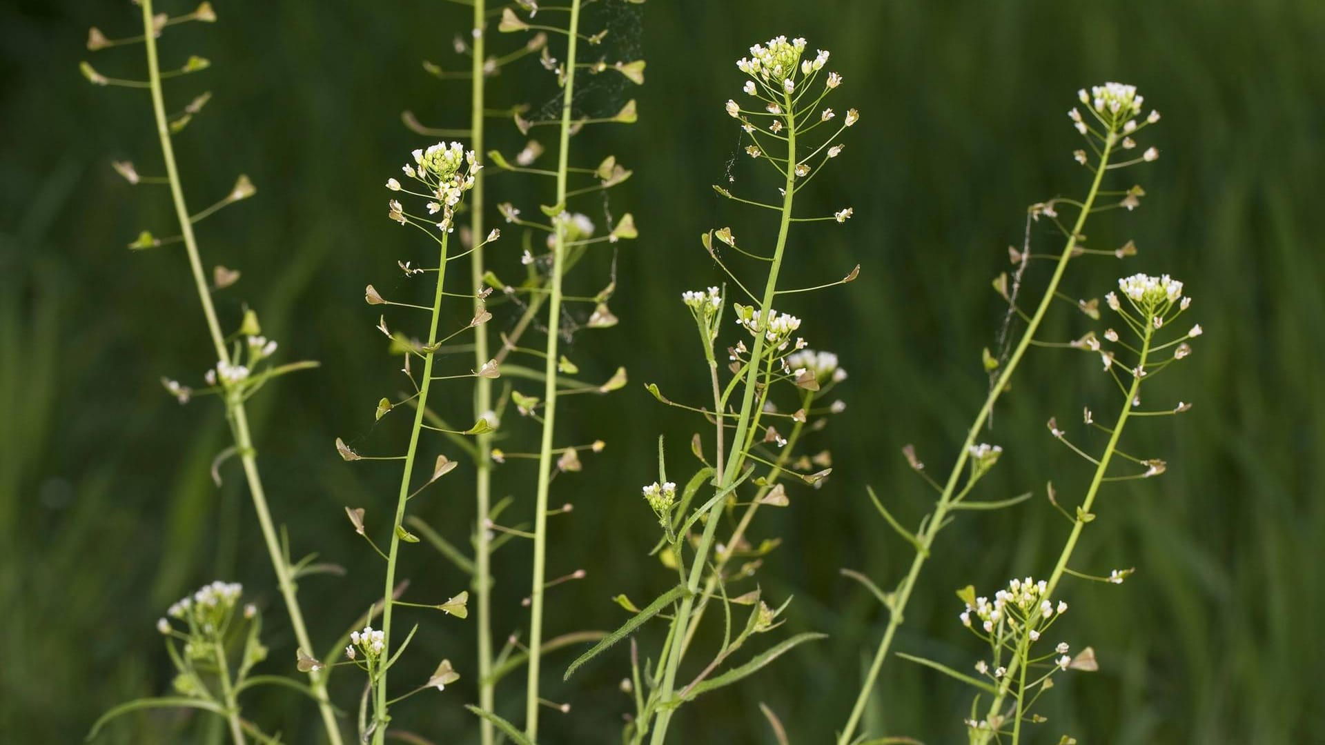 Gemeines Hirtentäschelkraut (Capsella bursa-pastoris)