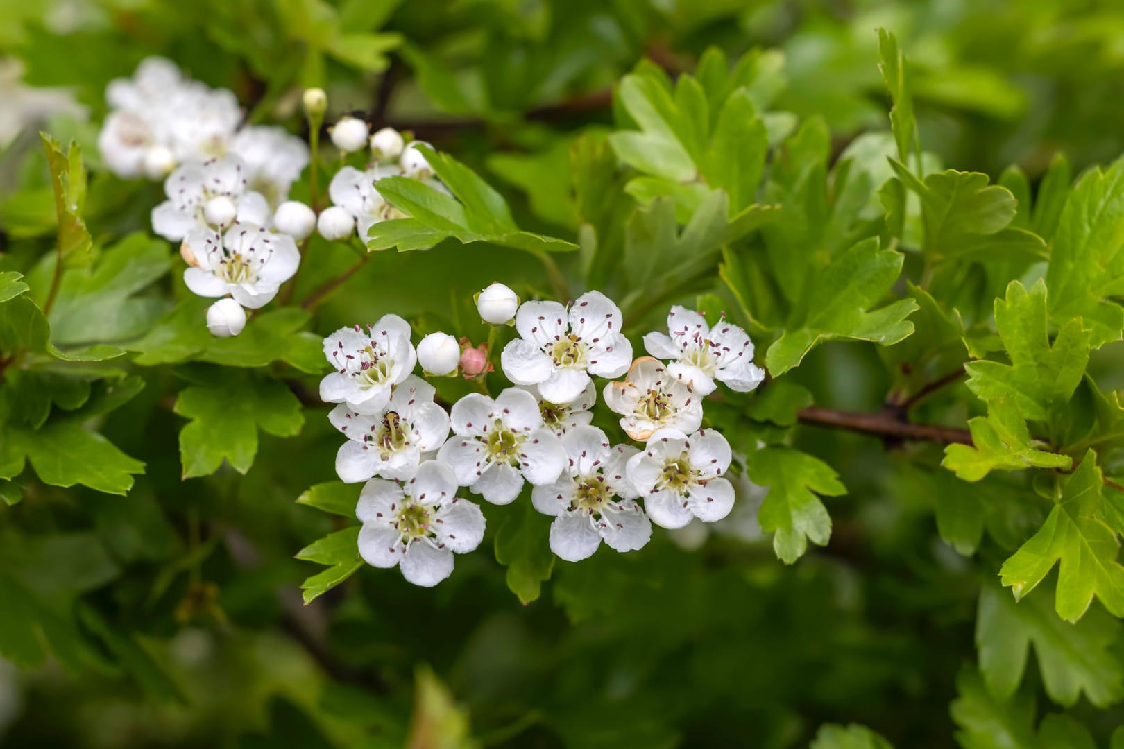 Weißdorn (Crataegus)