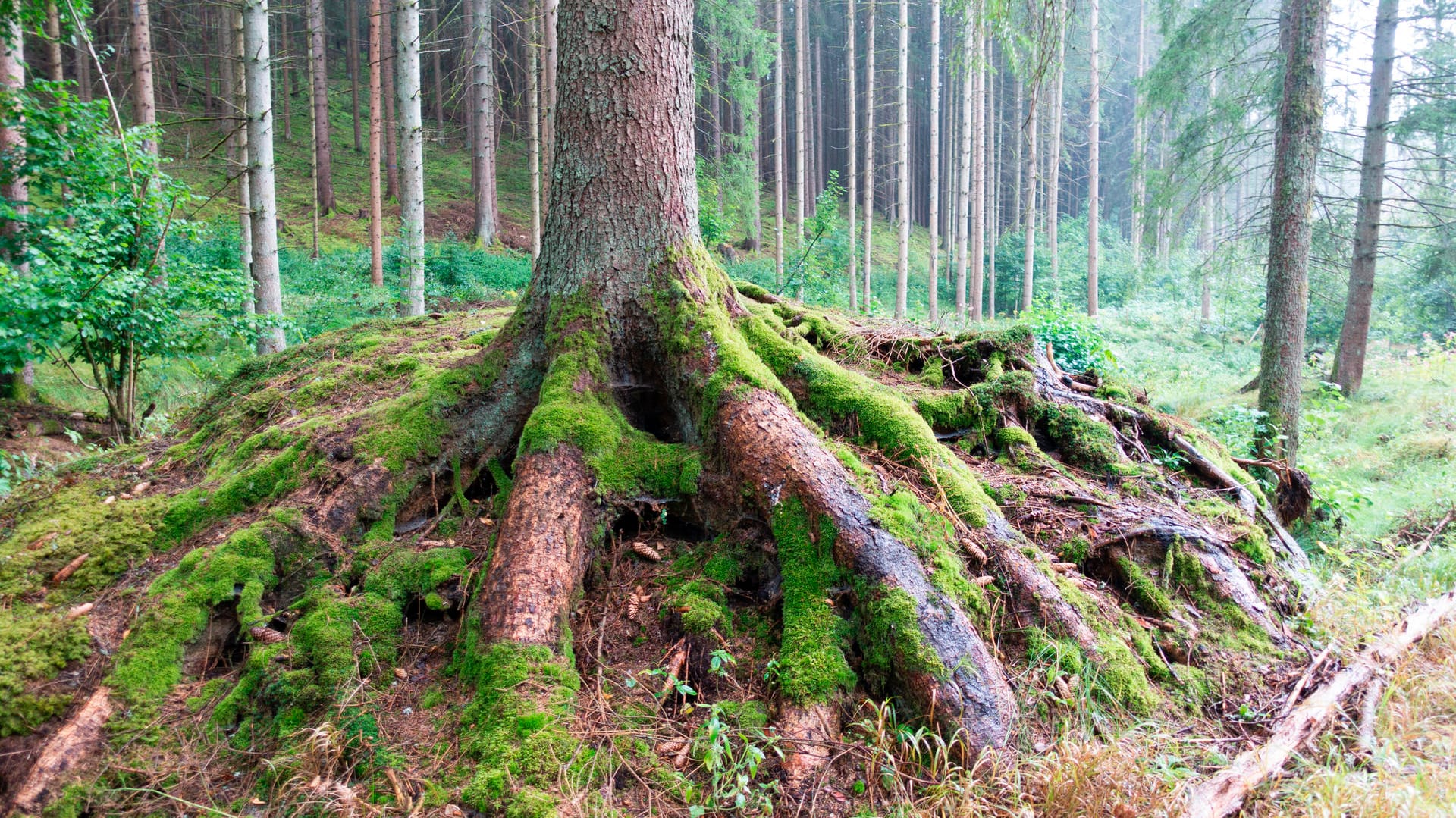 Waldnaabtal: Auf dem Weg in das Tal herrscht eine zauberhafte Stimmung im Wald.