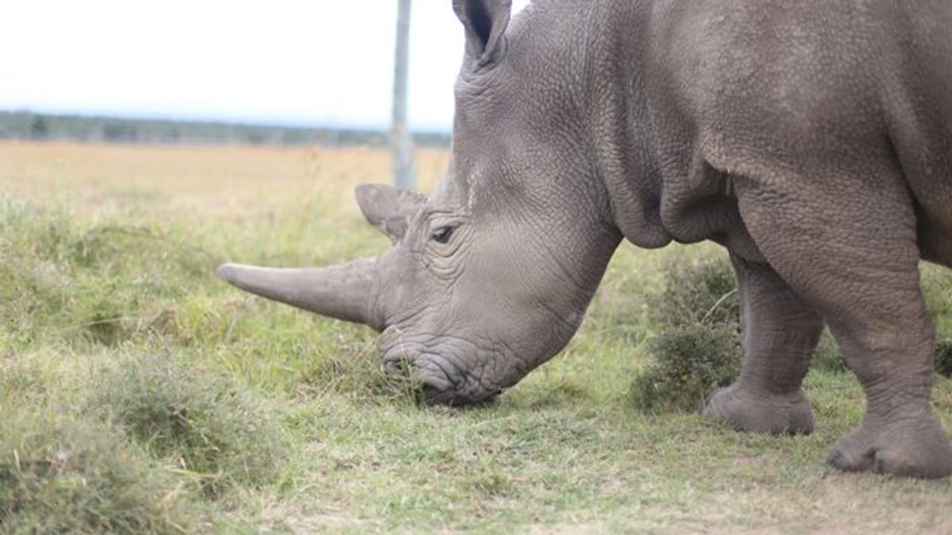 Das Nördliche Breitmaulnashorn ist fast ausgestorben.