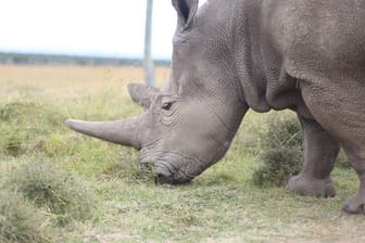 Das Nördliche Breitmaulnashorn ist fast ausgestorben.