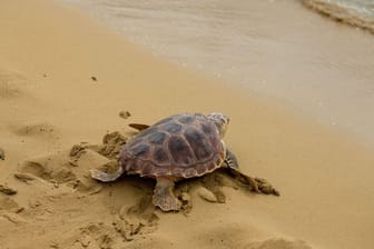 Plastikmüll in den Ozeanen wird auch für junge Meeresschildkröten zur Falle: Grund ist einer Studie zufolge das über Jahrhunderte erworbene Verhalten der Tiere.