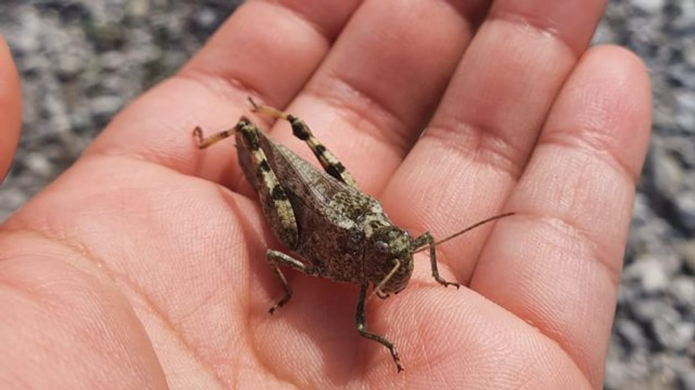 Die Gefleckte Schnarrschrecke ist der Roten Liste für bedrohte Tierarten zufolge in Deutschland vom Aussterben bedroht.