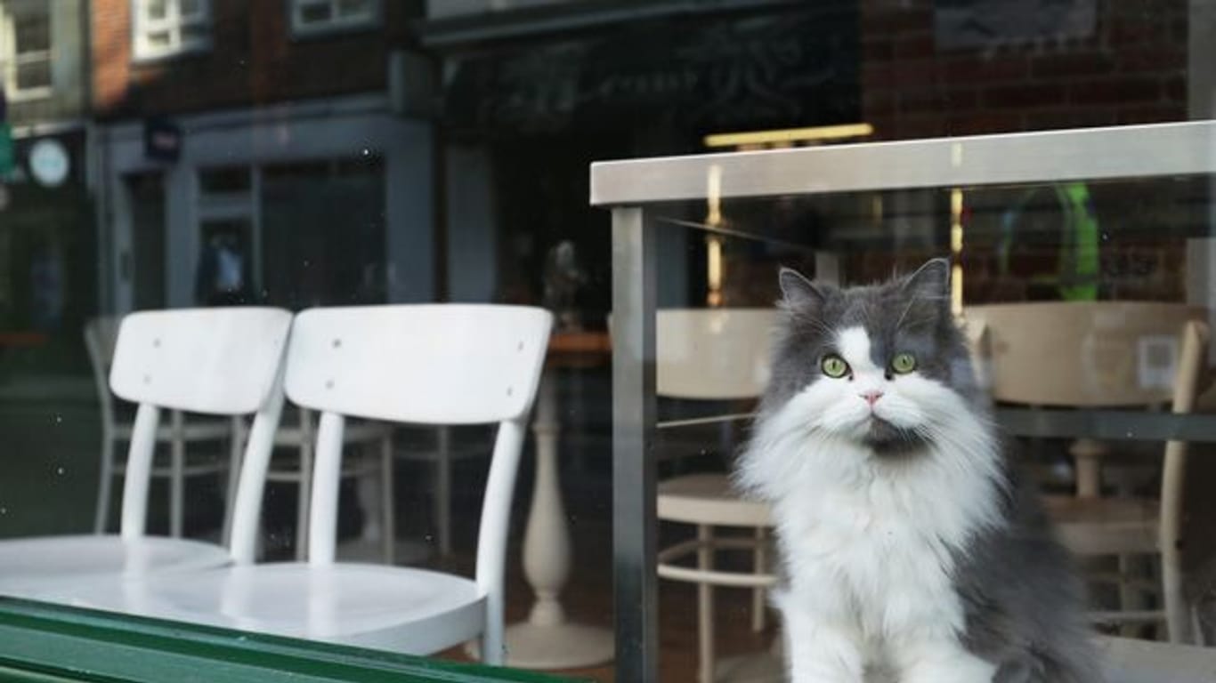 Eine Katze schaut durch das Fenster eines Restaurants im Londoner Stadtteil Soho.