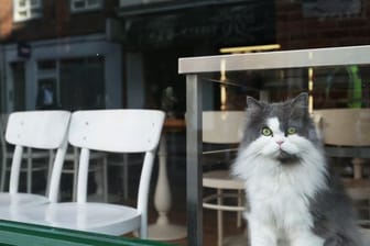 Eine Katze schaut durch das Fenster eines Restaurants im Londoner Stadtteil Soho.