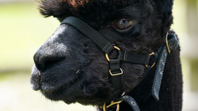 Das Alpaka mit dem Namen "Geronimo" steht auf der Shepherds Close Farm.