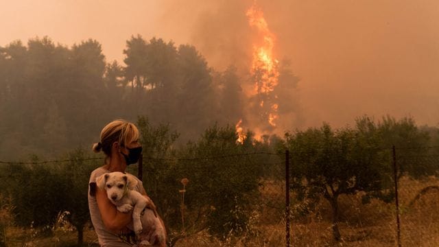 Ein Wald im Norden der Insel Euböa steht in Flammen.