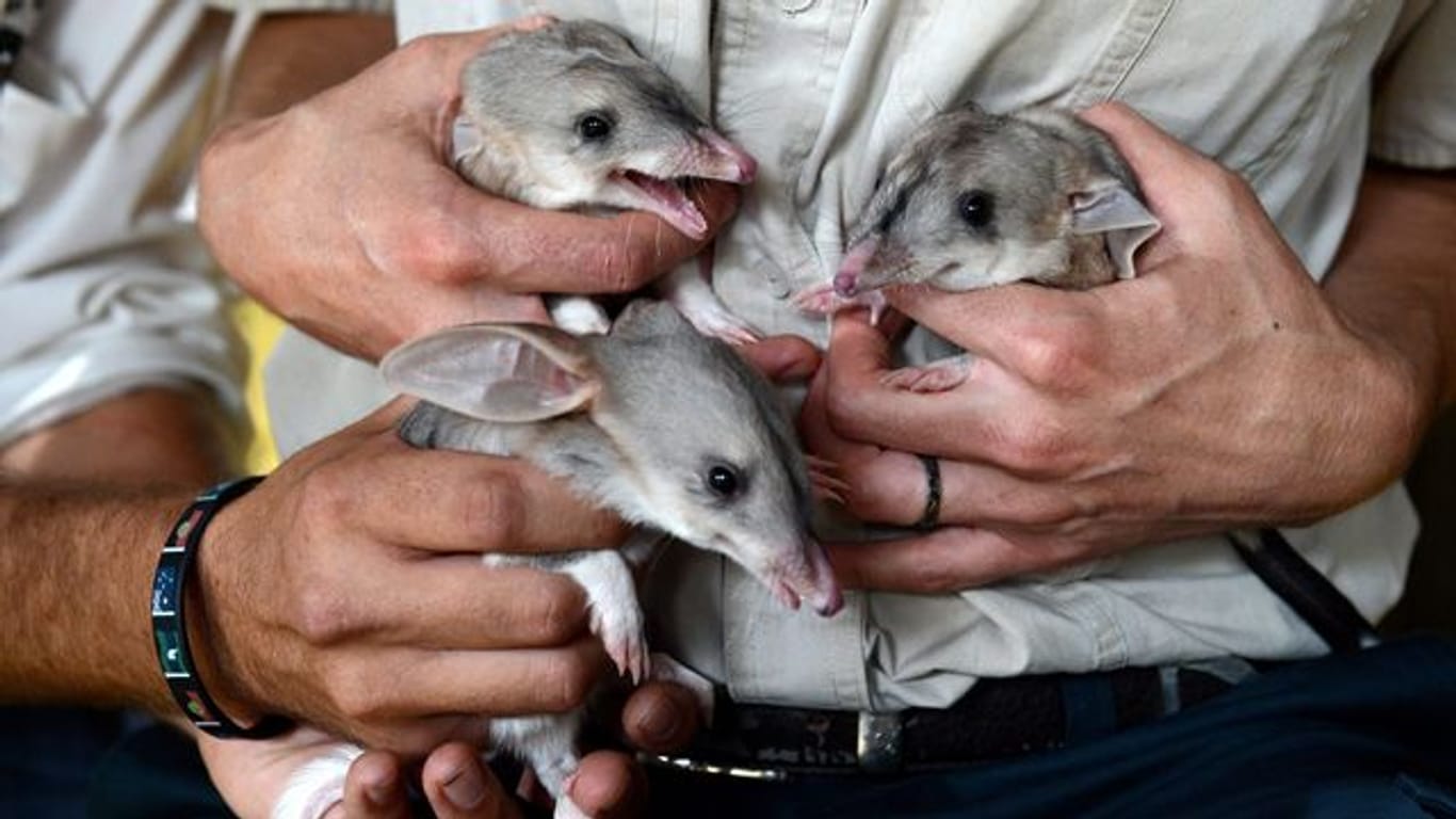 Ein Trio Bilby-Babys.