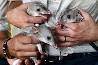 Ein Trio Bilby-Babys.