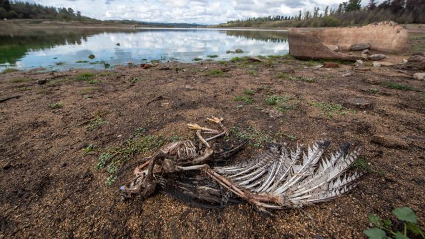 Am Ufer des Penuelas-Sees liegt nach einer Dürre ein toter Vogel.