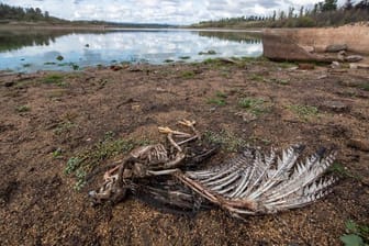 Am Ufer des Penuelas-Sees liegt nach einer Dürre ein toter Vogel.