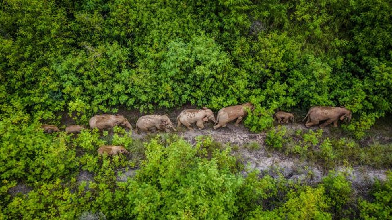 Eine Herde wilder Elefanten wanderte in China über Hunderte Kilometer durch teils besiedelte Gebiete.