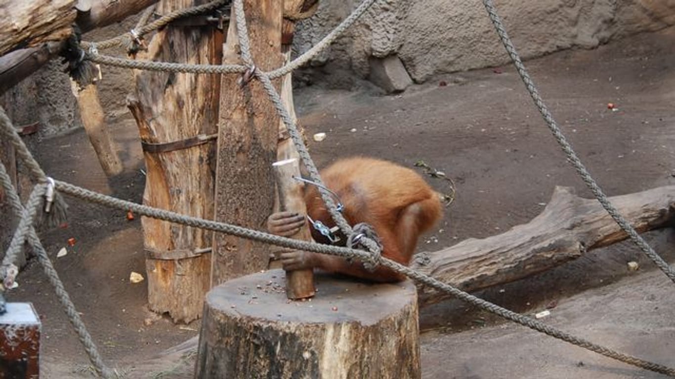 Das Orang-Utan-Weibchen Padana im Leipziger Zoo nutzt auch noch einige Zeit nach Ende der Studie Holzhämmer, um Nüsse zu knacken.