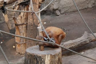 Das Orang-Utan-Weibchen Padana im Leipziger Zoo nutzt auch noch einige Zeit nach Ende der Studie Holzhämmer, um Nüsse zu knacken.