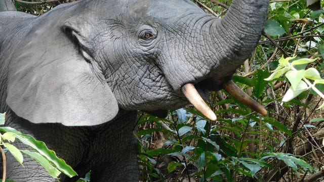 Das Bild zeigt einen Waldelefanten in Liberia.