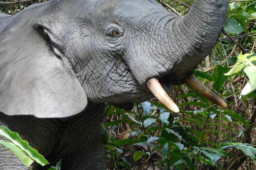 Das Bild zeigt einen Waldelefanten in Liberia.