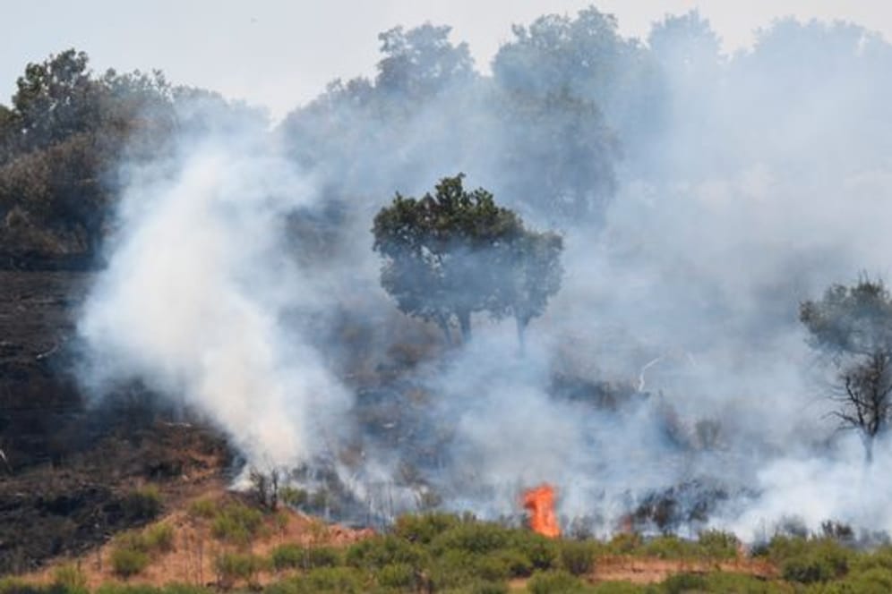 Lodernde Flammen in einem Pinienwald an den Hängen des Ätnas.