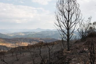 Verbrannte Landschaft in der Nähe von Lalas, unweit von Olympia.