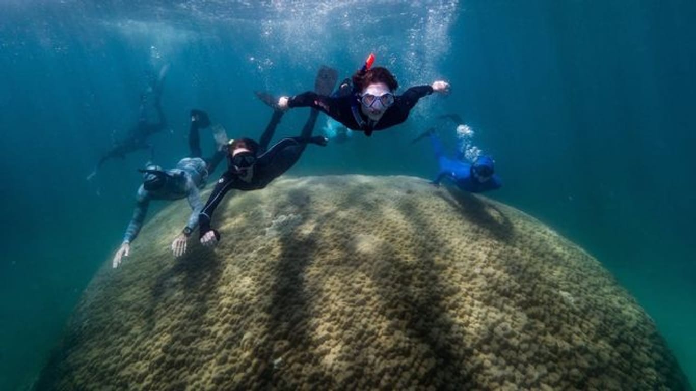 Wissenschaftler schwimmen über die Koralle bei Goolboodi.