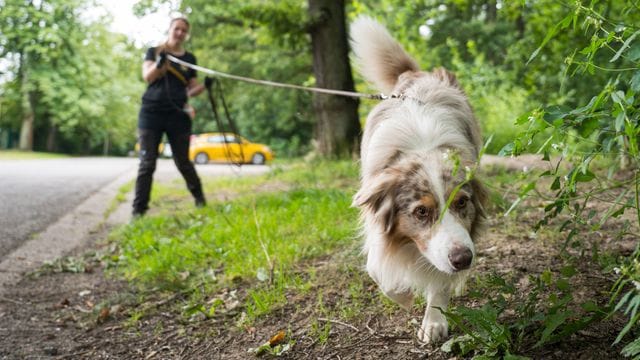 Australian-Shepherd-Rüde "Toni" führt Corinna Speicher an der lange Leine auf der Fährte eines anderen Hundes.