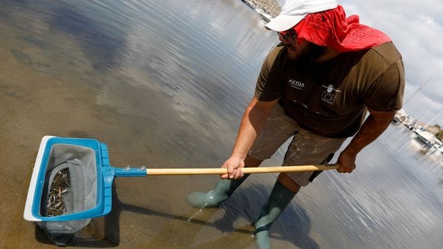 Ein Mann holt tote Fische aus dem Mar Menor.