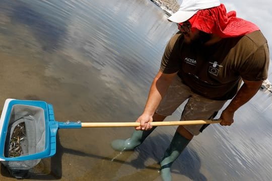 Ein Mann holt tote Fische aus dem Mar Menor.