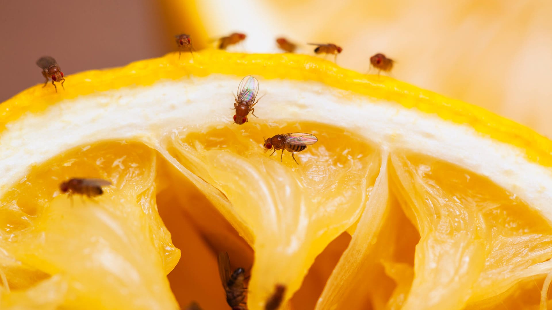 Fruchtfliegen: Obstfliegen ernähren sich vorwiegend von Obst und Früchten.