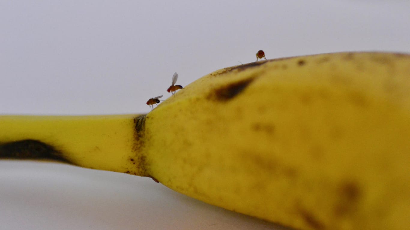 Fruchtfliegen auf einer Banane: Auf Obst aus dem Supermarkt können sich Eier von Fruchtfliegen befinden.