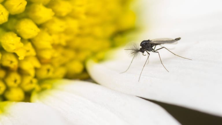 Trauermücken (Sciaridae): Die kleinen Insekten können sich in Blumensträußen verstecken.