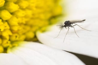 Trauermücken (Sciaridae): Die kleinen Insekten können sich in Blumensträußen verstecken.