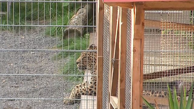 Ein Leopard liegt in seinem Gehege in der "Seniorenresidenz für Wildtiere" im Burgenlandkreis.