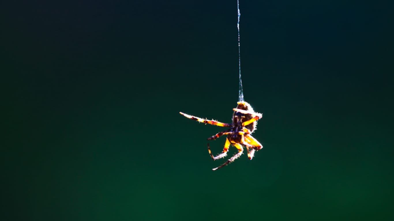 Spinne: An einer Art Gleitschirm fliegen die Krabbeltiere durch die Luft.