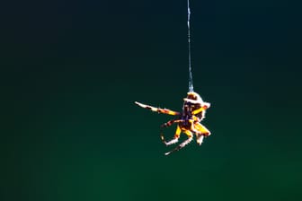 Spinne: An einer Art Gleitschirm fliegen die Krabbeltiere durch die Luft.