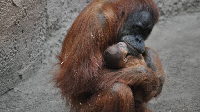 Orang-Utan-Mutter Raja hält im Leipziger Zoo ihr neugeborenes Kind in den Armen. Orang-Utan-Mutter Raja hält im Leipziger Zoo ihr neugeborenes Kind in den Armen.
