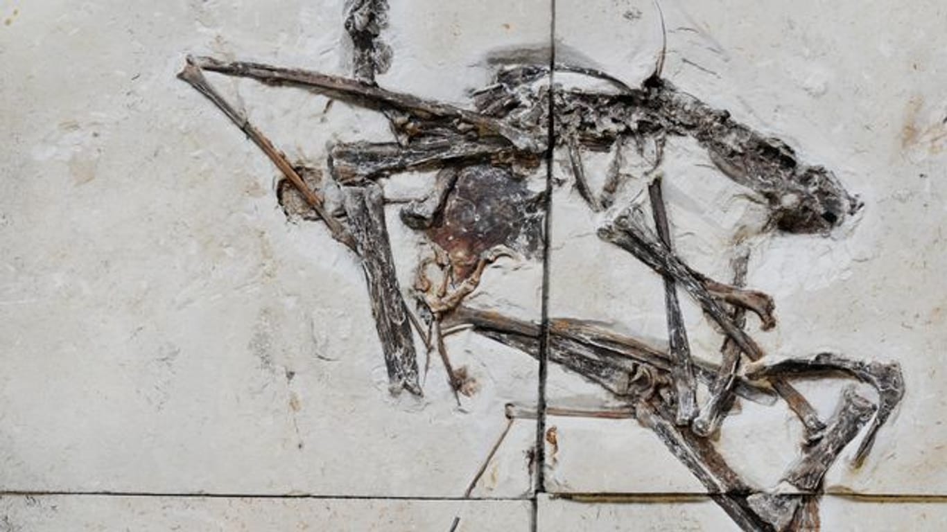 Das Fossil des Pterosauriers der Art Tupandactylus navigans.