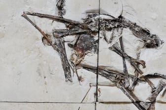 Das Fossil des Pterosauriers der Art Tupandactylus navigans.