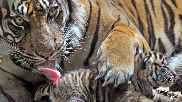 Eine Sumatra-Tigerin in einem Zoo in Deutschland (Symbolbild).