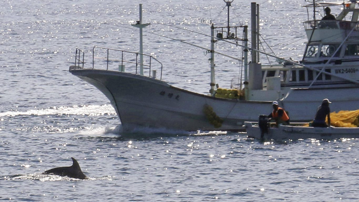 Ein Schiff zur Delfinjagd sticht in See: Die Zahl der gefangenen Tiere ist mit den Jahren stark geschrumpft (Symbolbild).