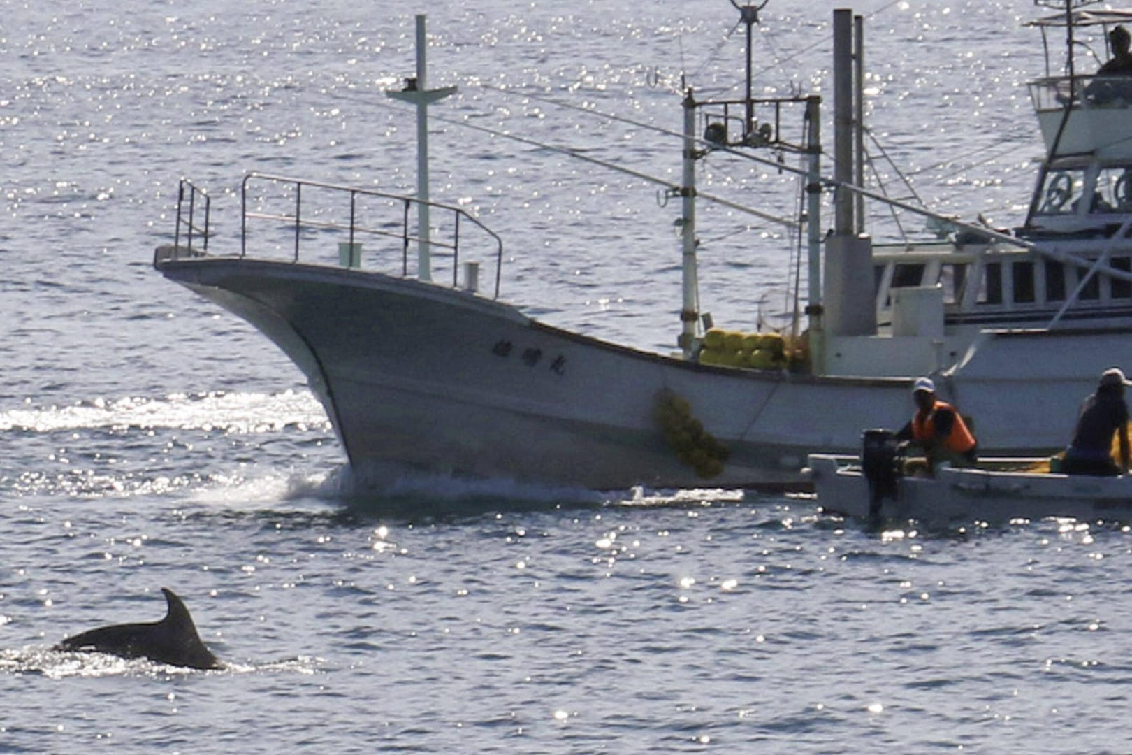 Ein Schiff zur Delfinjagd sticht in See: Die Zahl der gefangenen Tiere ist mit den Jahren stark geschrumpft (Symbolbild).