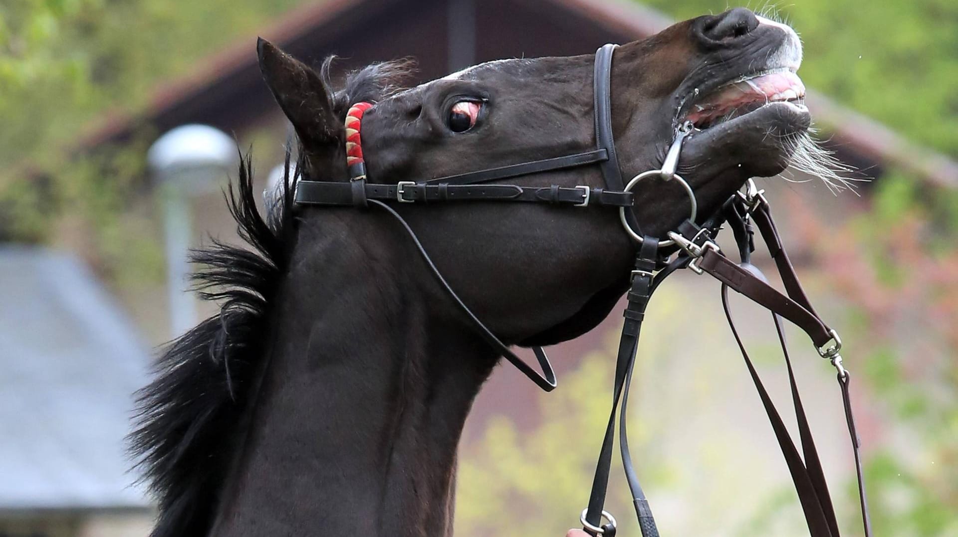 Ein Pferd unter Stress: In Neuwied ist ein Pferd entlaufen und in ein Auto gesprungen.