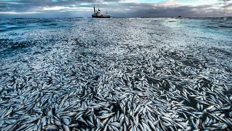 Tote und sterbende Heringe bedecken die Meeresoberfläche vor der Küste Norwegens – Audun Rikardsen fing den Moment ein. Das Foto wurde in einem Gerichtsverfahren gegen den Besitzer eines Fischerbootes als Beweismittel verwendet.