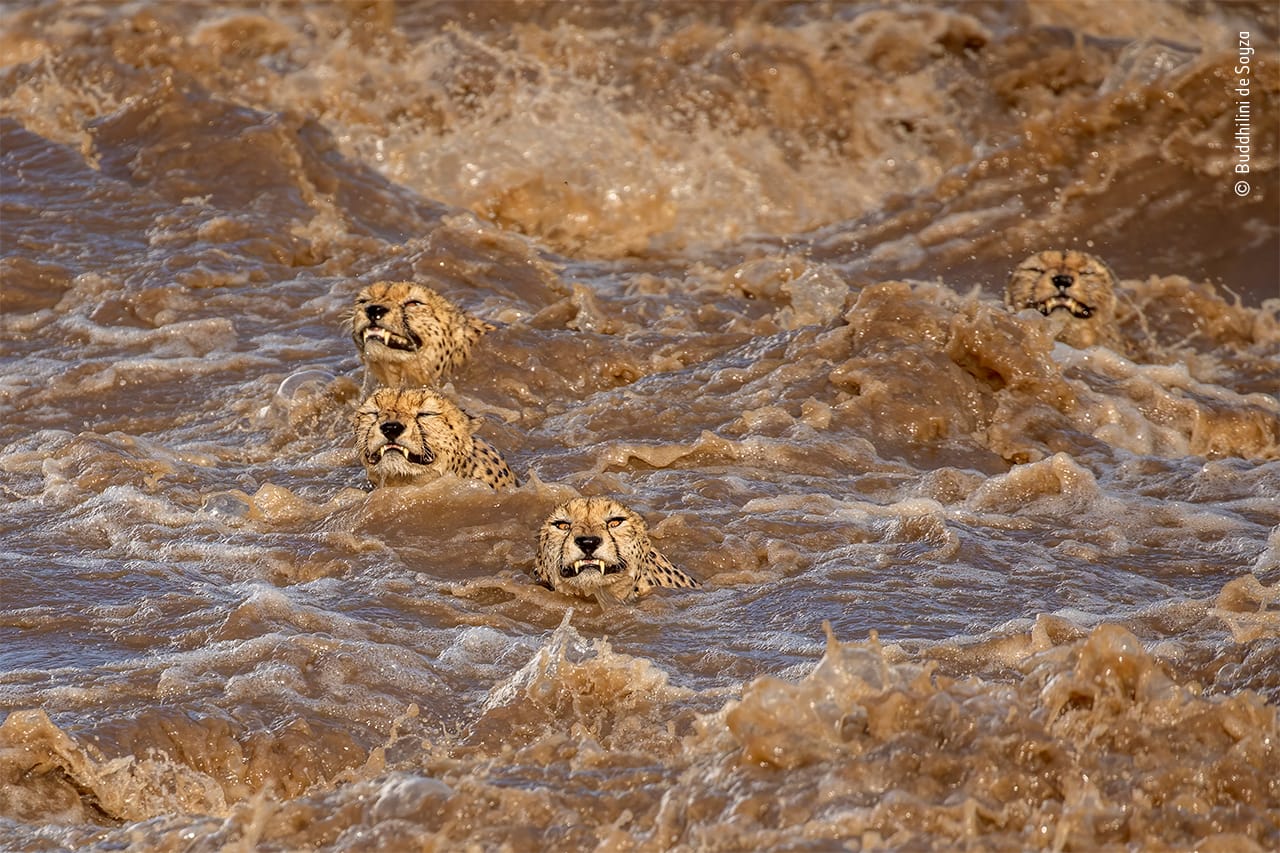 Vor der Linse von Buddhilini de Soyza sprangen mehrere Geparden in den Talek River in Kenia. Kurz sah es so aus, als würden sie es nicht bis an das andere Ufer schaffen.