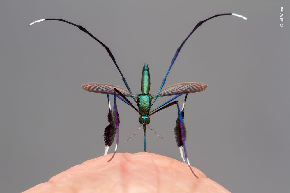 Der beste Weg, eine Sabethes-Mücke zu fotografieren, sei, so Gil Wizen, sich von ihr stechen zu lassen. Das anmutige Insekt ist nur vier Millimeter lang und kann unter anderem Gelbfieber übertragen.