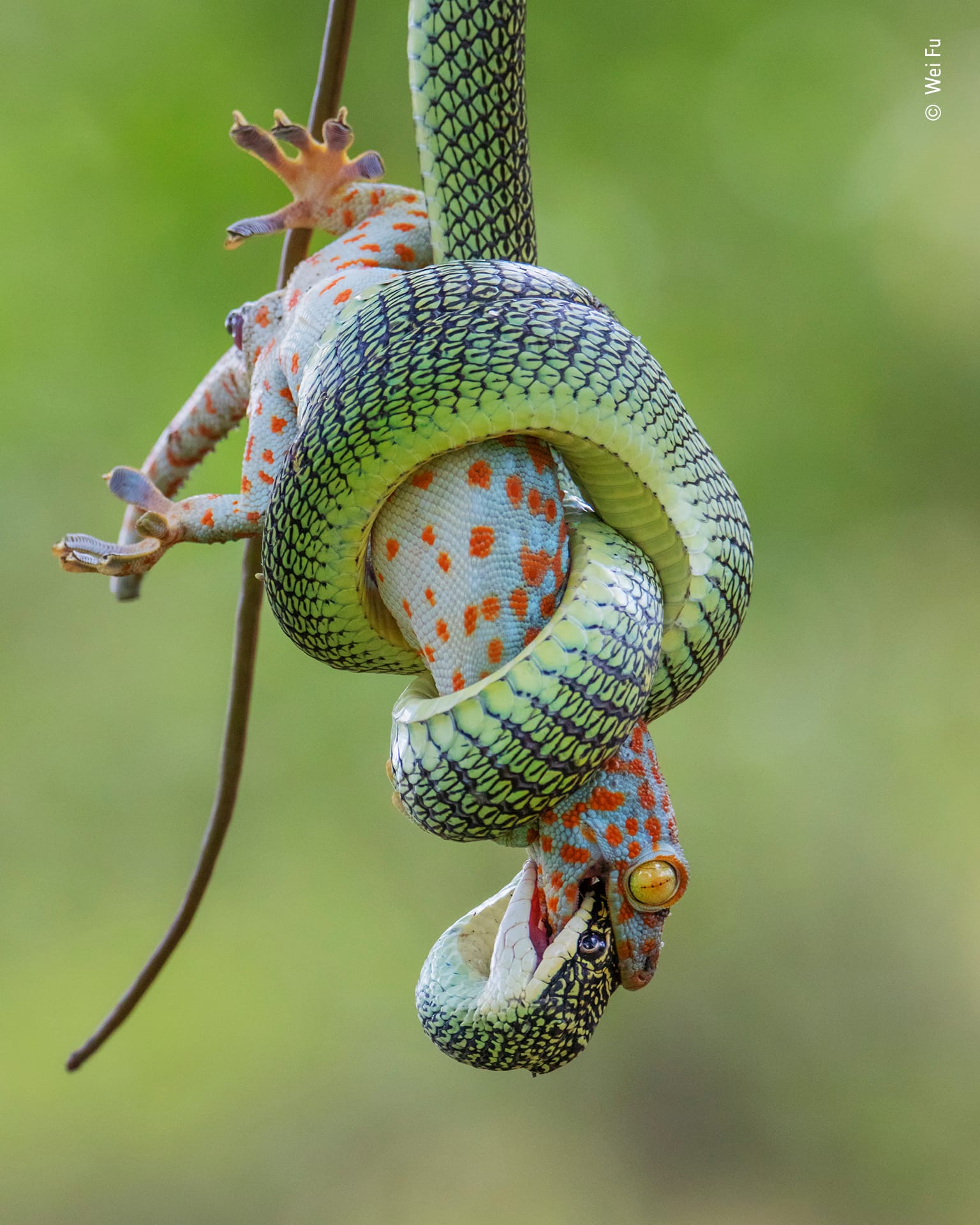 Ein Tokeh-Gecko startete einen letzten Verteidigungsversuch, nachdem er von einer Baumschlange geschnappt wurde. Die Gecko-Art ist zwar für ihren kräftigen Kiefer bekannt, fiel jedoch nach einiger Zeit der Schlange zum Opfer, berichtet der Fotograf dieser Szene, Wei Fu.