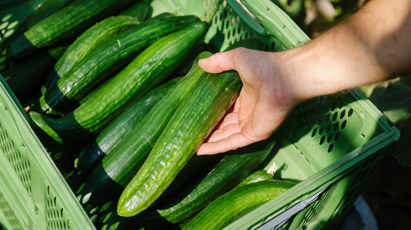 Gurkenernte (Symbolbild): Gemüse in Bio-Qualität wird knapp, Preise könnten steigen.