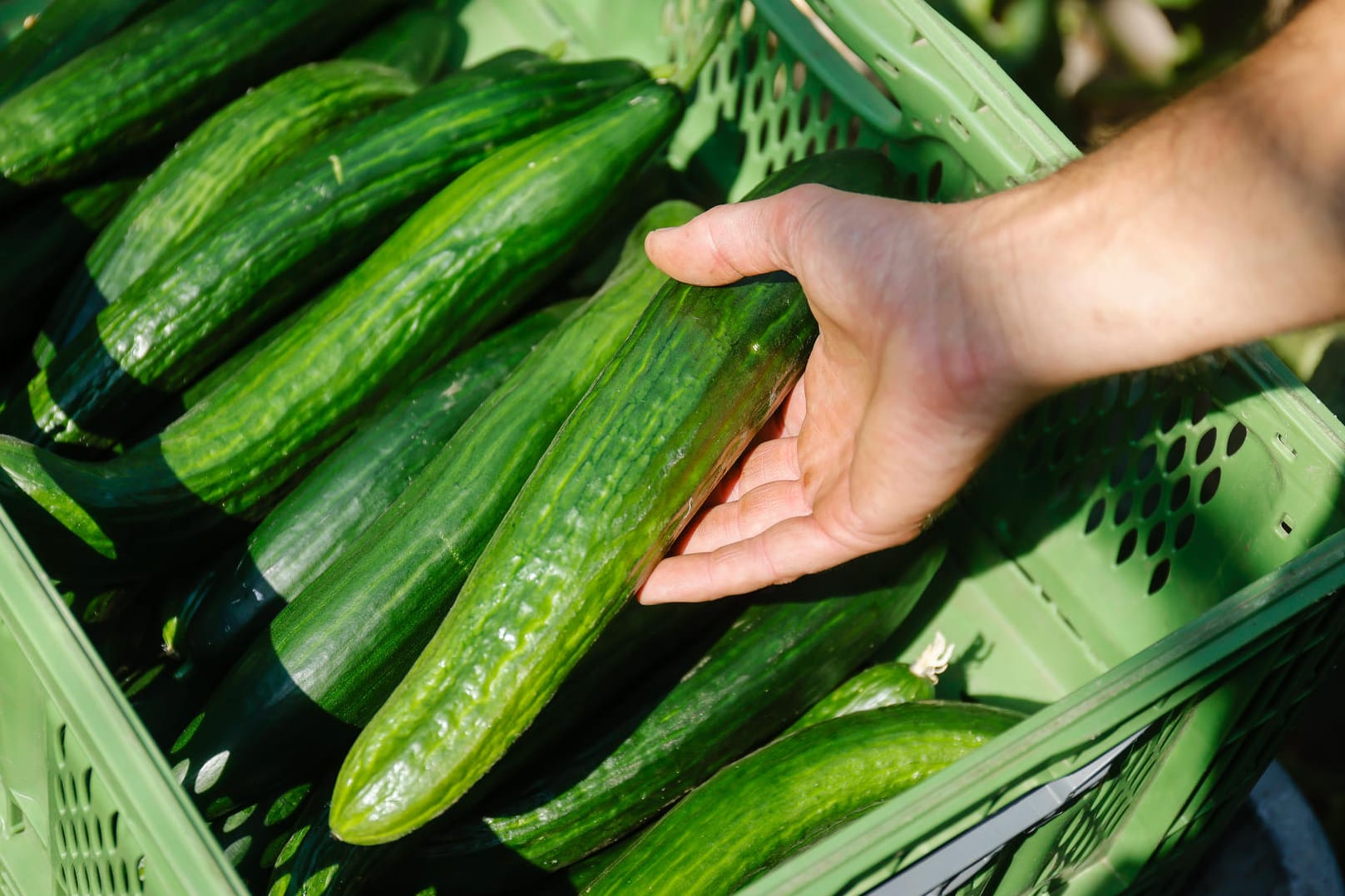 Gurkenernte (Symbolbild): Gemüse in Bio-Qualität wird knapp, Preise könnten steigen.