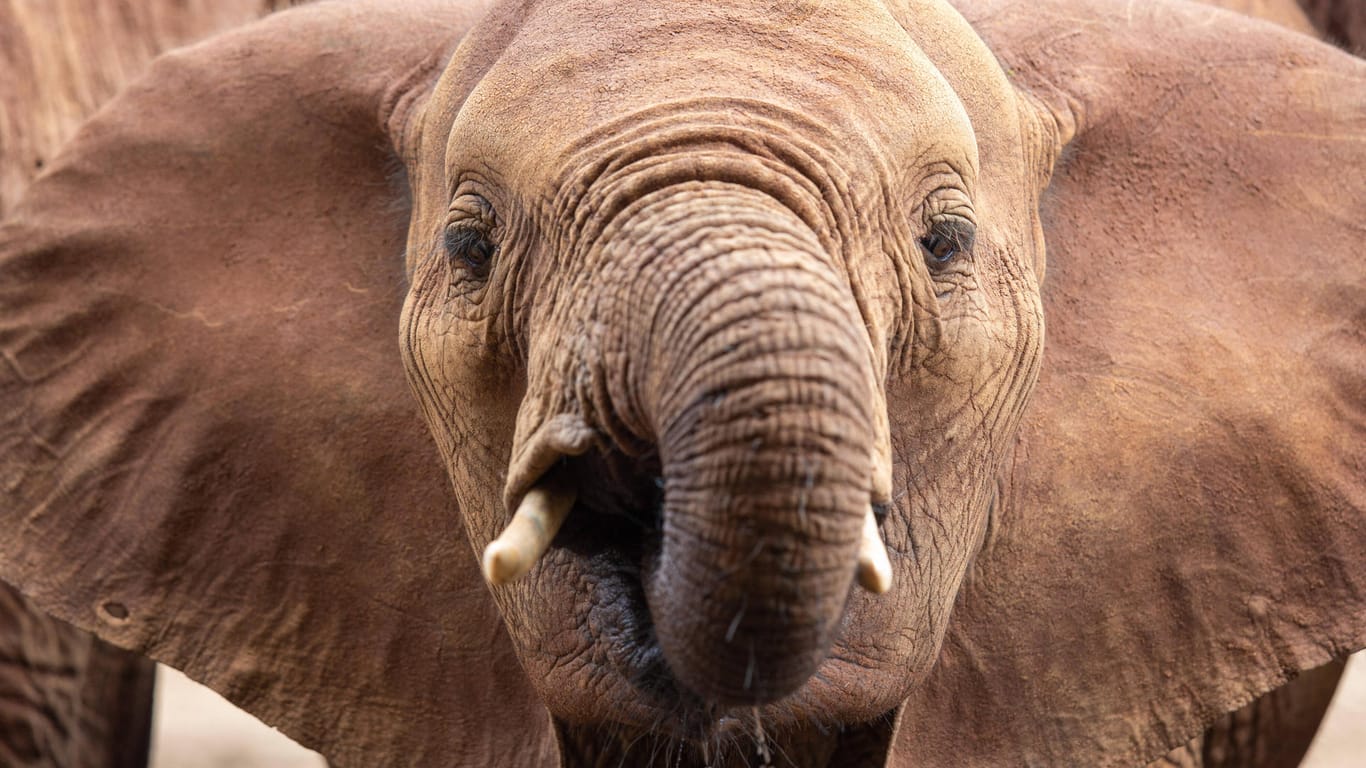 Ein Elefant trinkt an einem Wasserloch im kenianischen Tsavo Nationalpark: Wilderei ist in Kenia auf dem Rückgang. Auf das Töten und Handeln wilder Tiere stehen hohe Strafen.