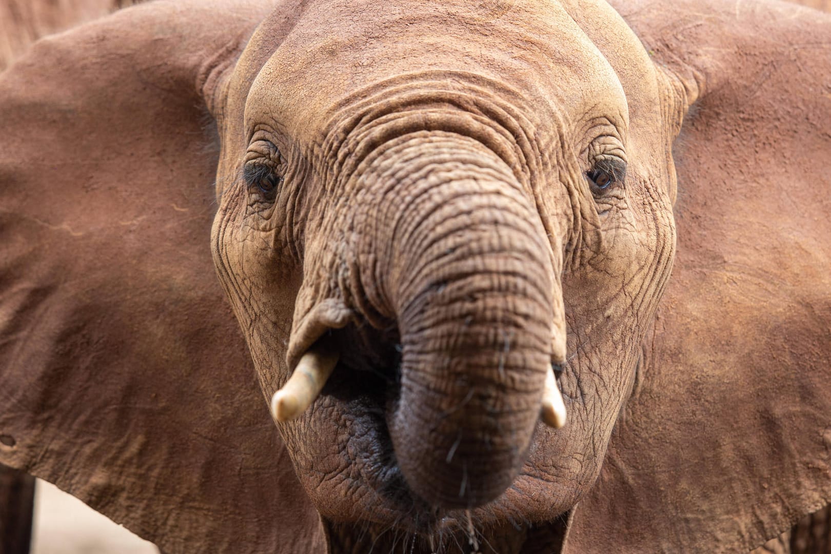 Ein Elefant trinkt an einem Wasserloch im kenianischen Tsavo Nationalpark: Wilderei ist in Kenia auf dem Rückgang. Auf das Töten und Handeln wilder Tiere stehen hohe Strafen.