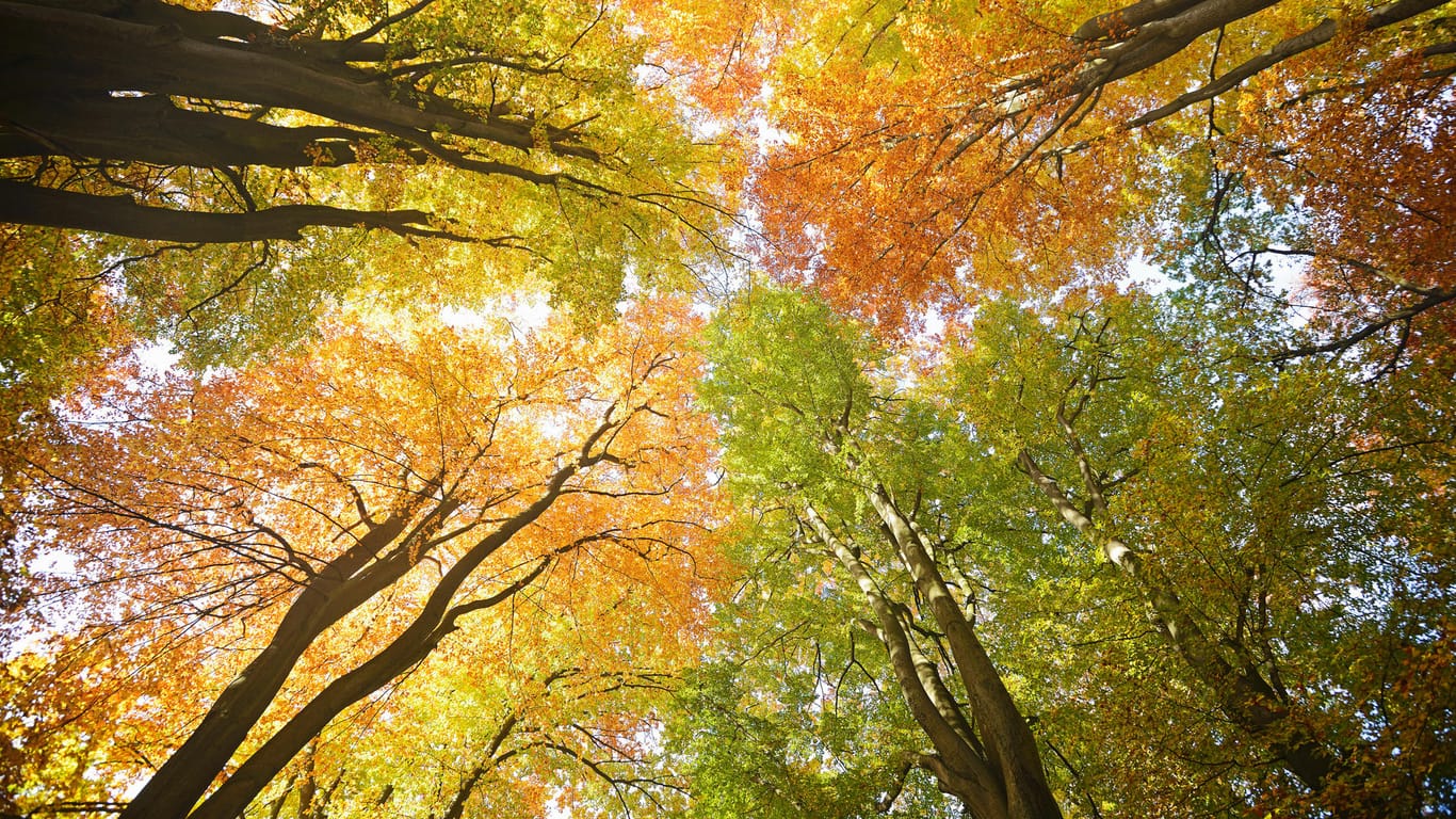 Der meteorologische Herbst umfasst immer die Monate September, Oktober und November.