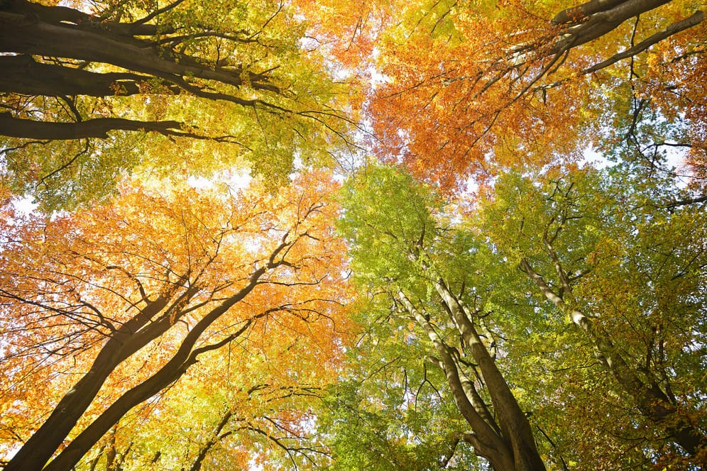 Der meteorologische Herbst umfasst immer die Monate September, Oktober und November.